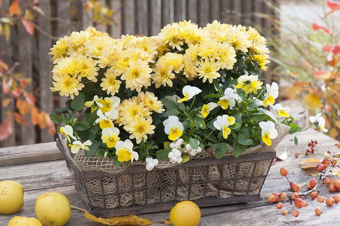 Metal basket planted autumnally with chrysanthemum