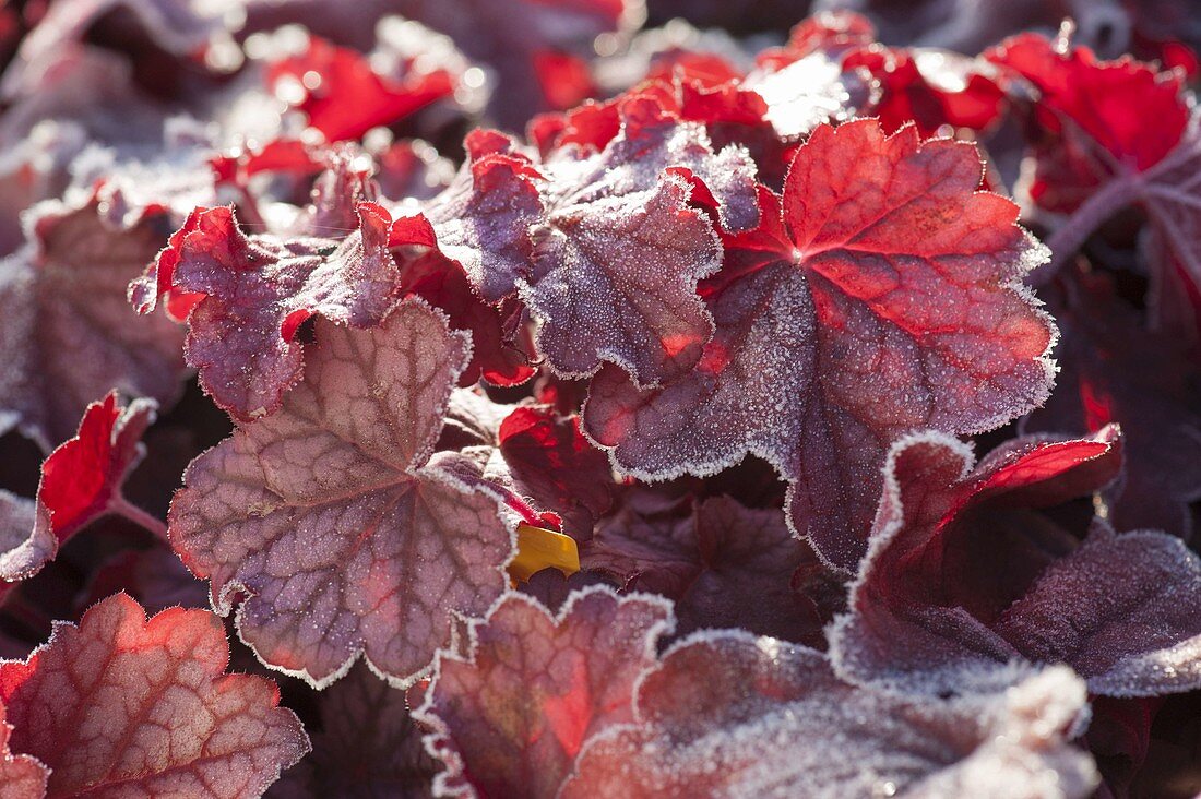 Red leaves of Heuchera (purple bells) with hoarfrost