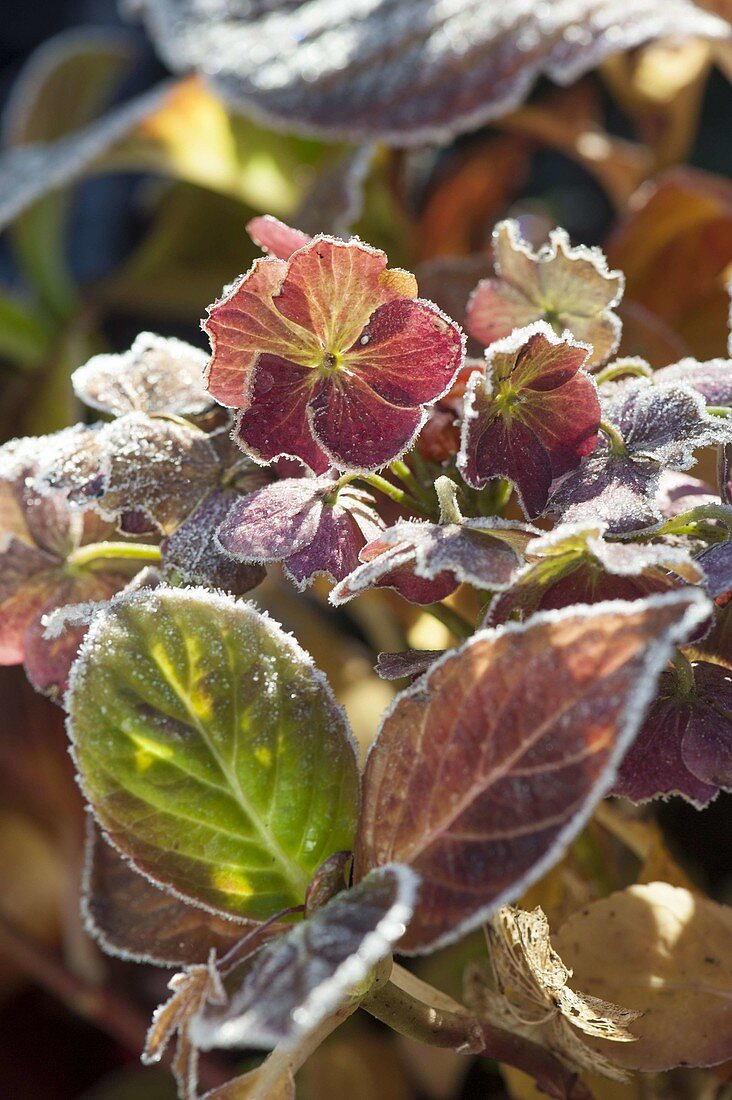 Verbluehte Blüten von Hydrangea (Hortensien) mit Rauhreif