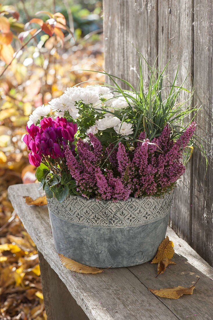 Erica gracilis 'Beauty Queens', Cyclamen