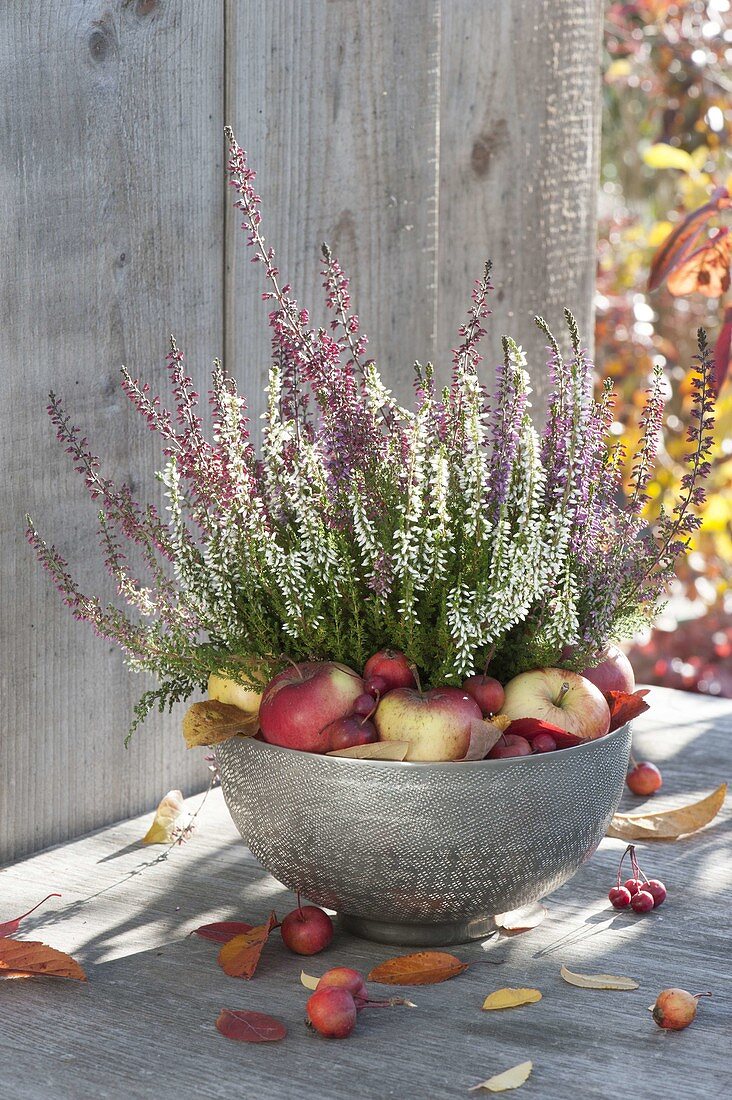 Silver bowl with Calluna Trio 'Beauty Ladies' (bud heather)