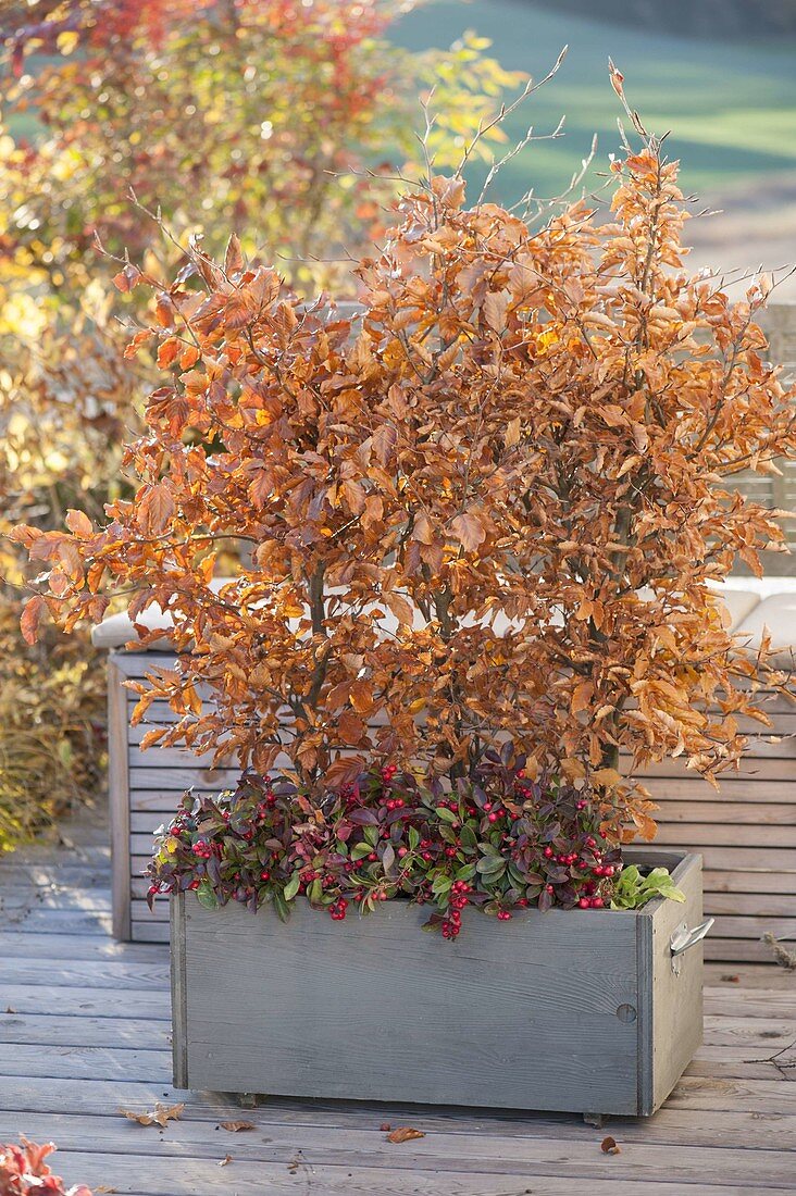 Grauer Holzkasten mit Mini-Hecke aus Fagus sylvatica (Rotbuche)