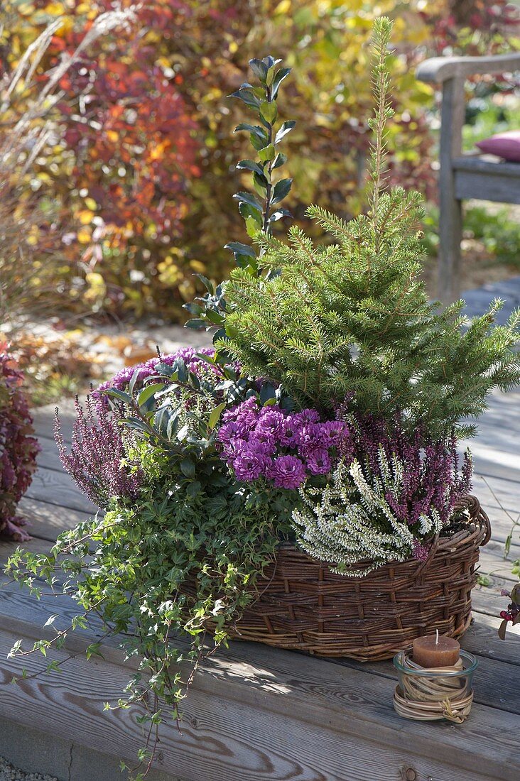 Autumn basket, Picea abies, Calluna Twin-Girls