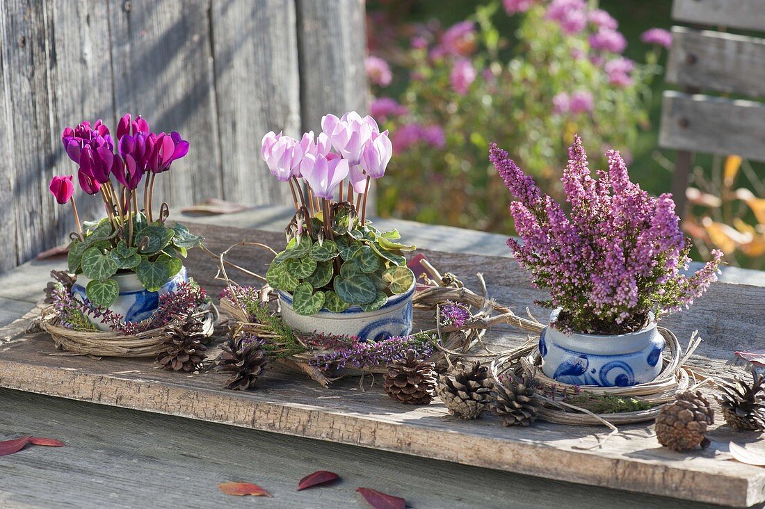 Kleine Salzglasur-Töpfchen mit Cyclamen (Alpenveilchen) und Erica