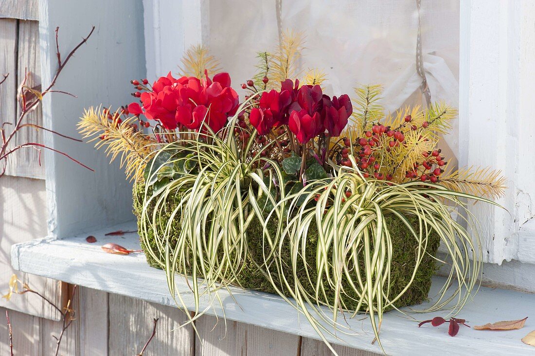 Moss box with Carex hachijoensis 'Evergold' and Cyclamen