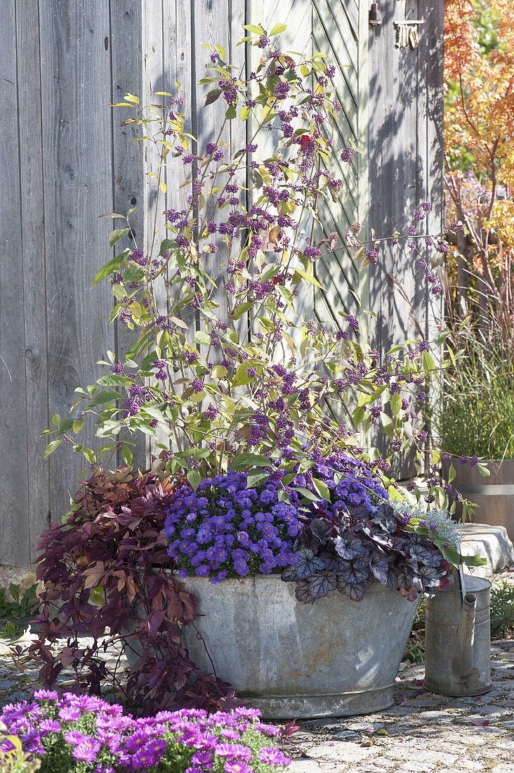 Autumn-planted zinc tub, Callicarpa, Aster