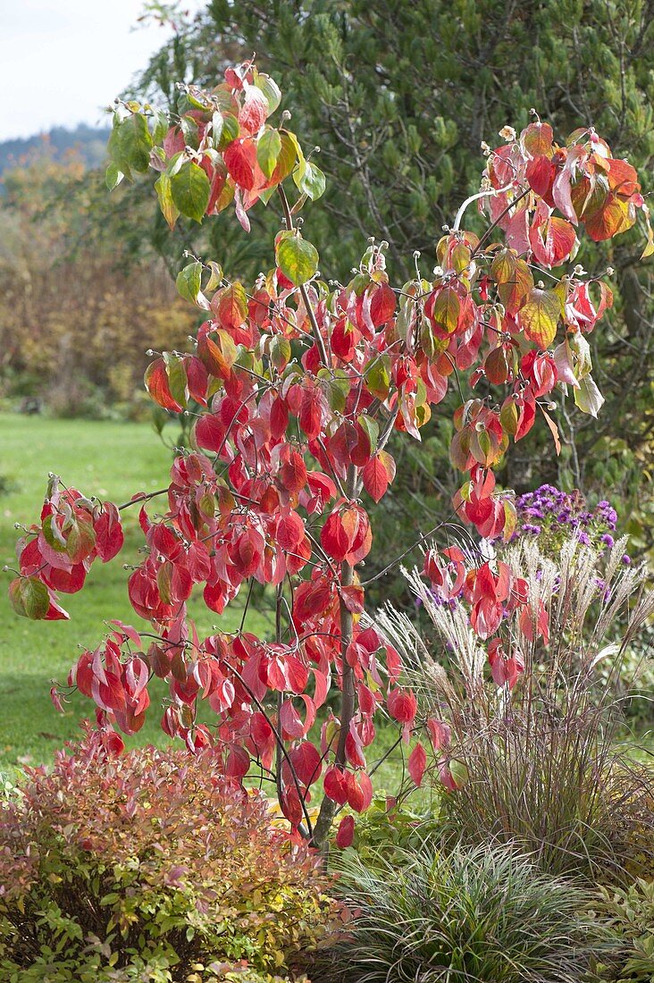 Cornus nuttallii (Nutall's flower dogwood)