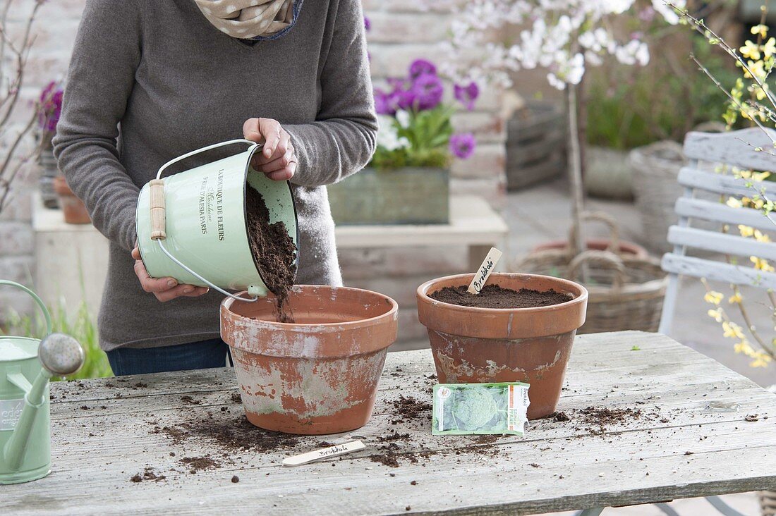 Broccoli growing in clay pots