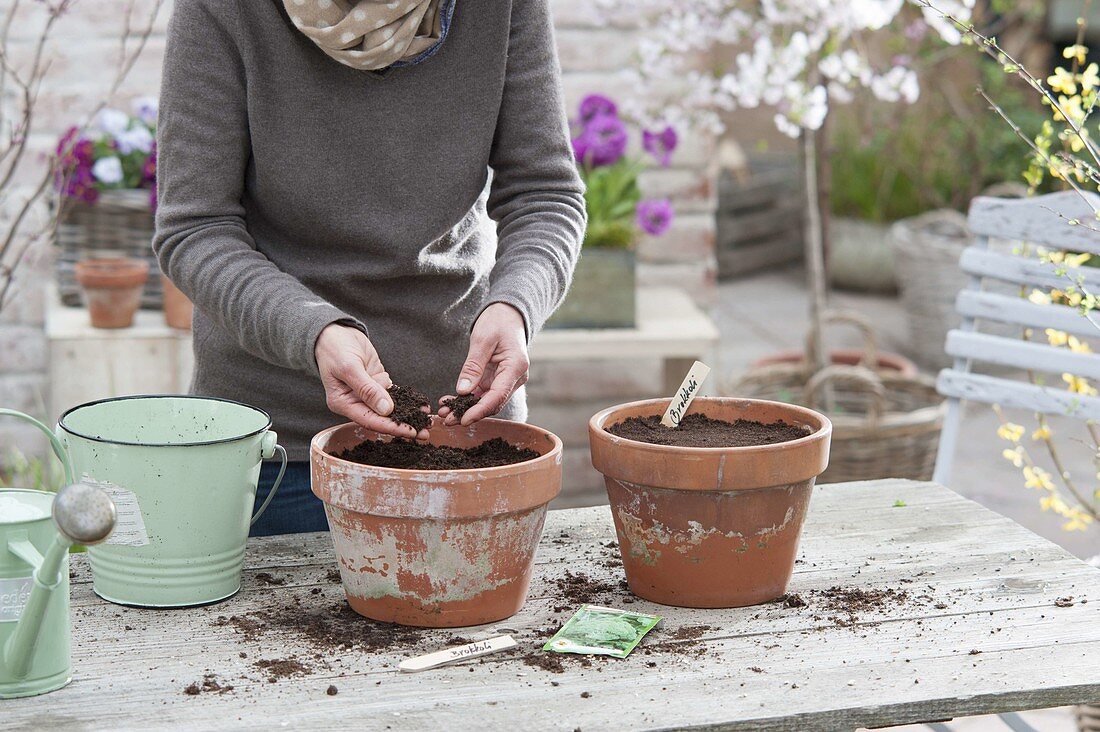 Broccoli growing in clay pots