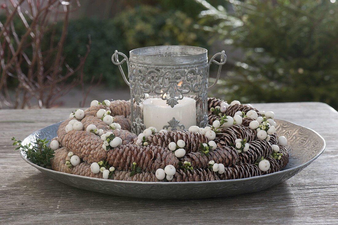 Lightly frosted wreath of cones from Picea (spruce) with berries