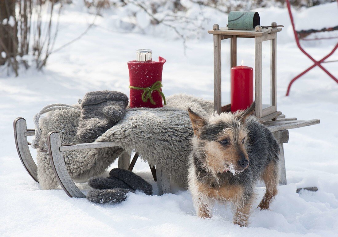 Sledge in the snow, fur, gloves, thermos in a felt coat,