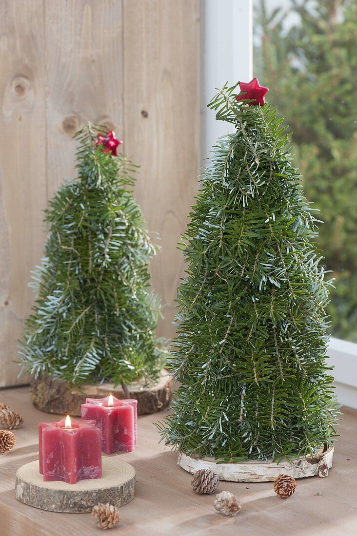 Gebundene Weihnachtsbaeumchen aus Abies (Tanne) auf Holzscheiben