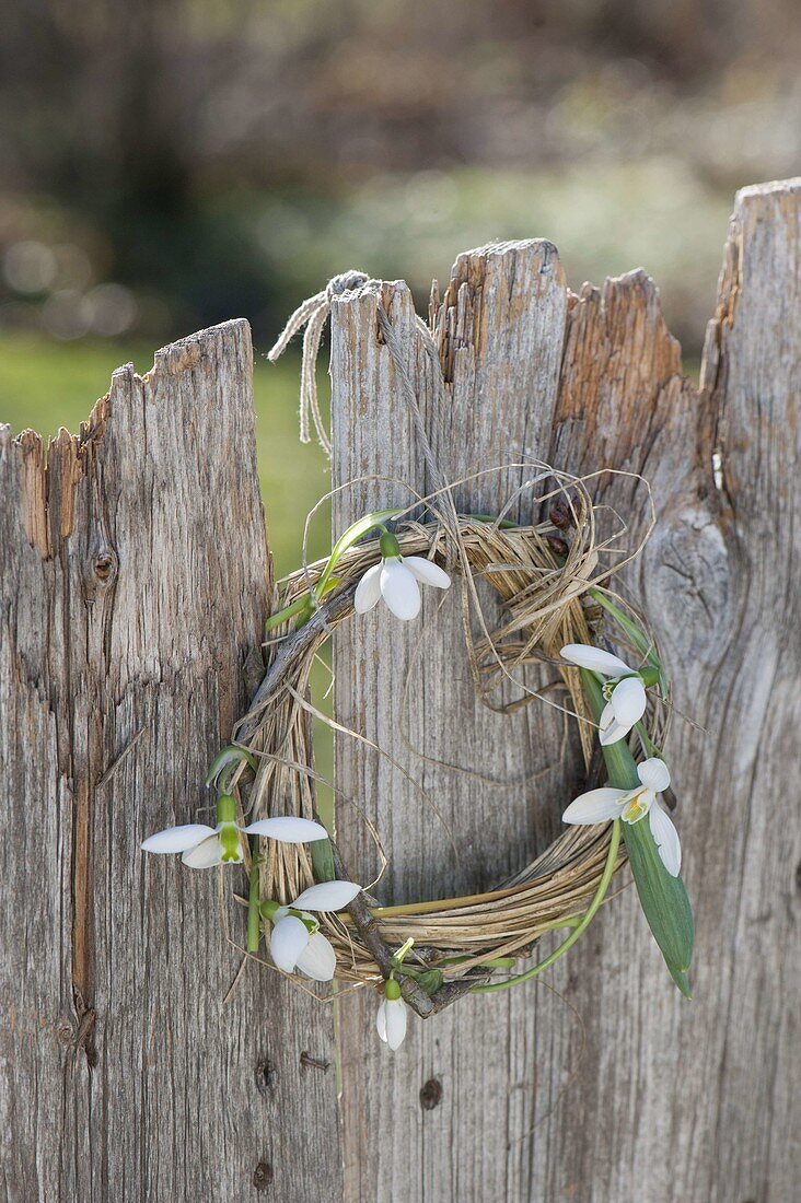 Galanthus (snowdrop), branch and grass wreath