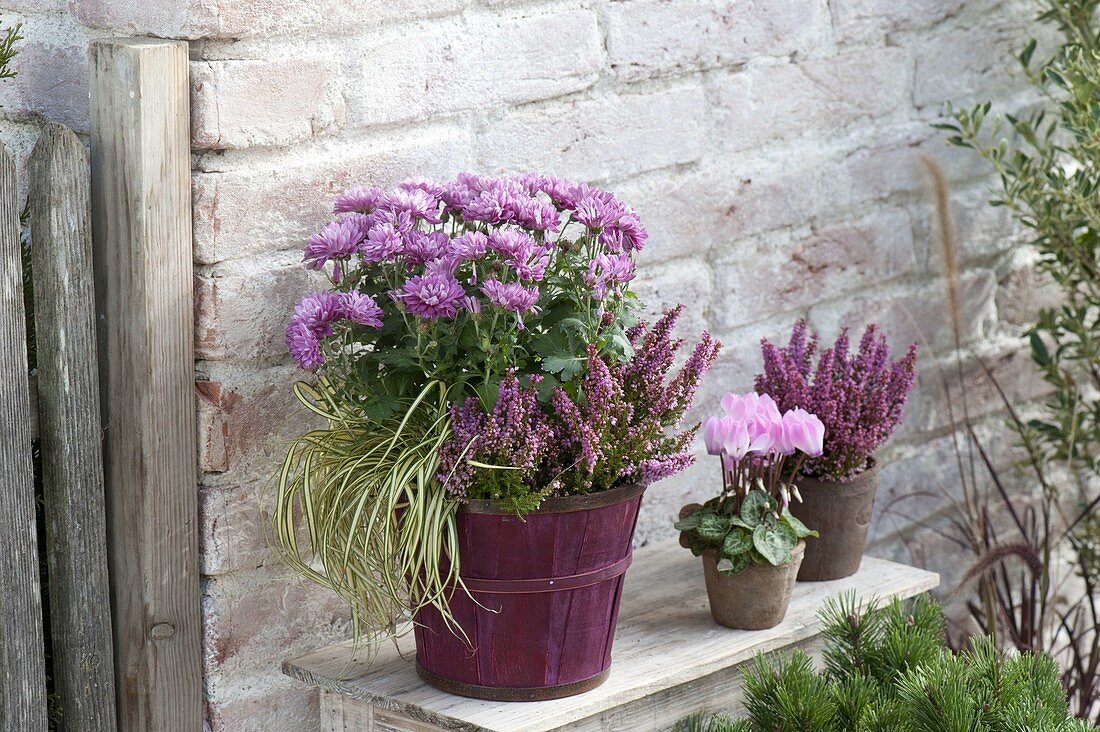 Chrysanthemum (Autumn Chrysanthemum), Erica gracilis (Topferika)