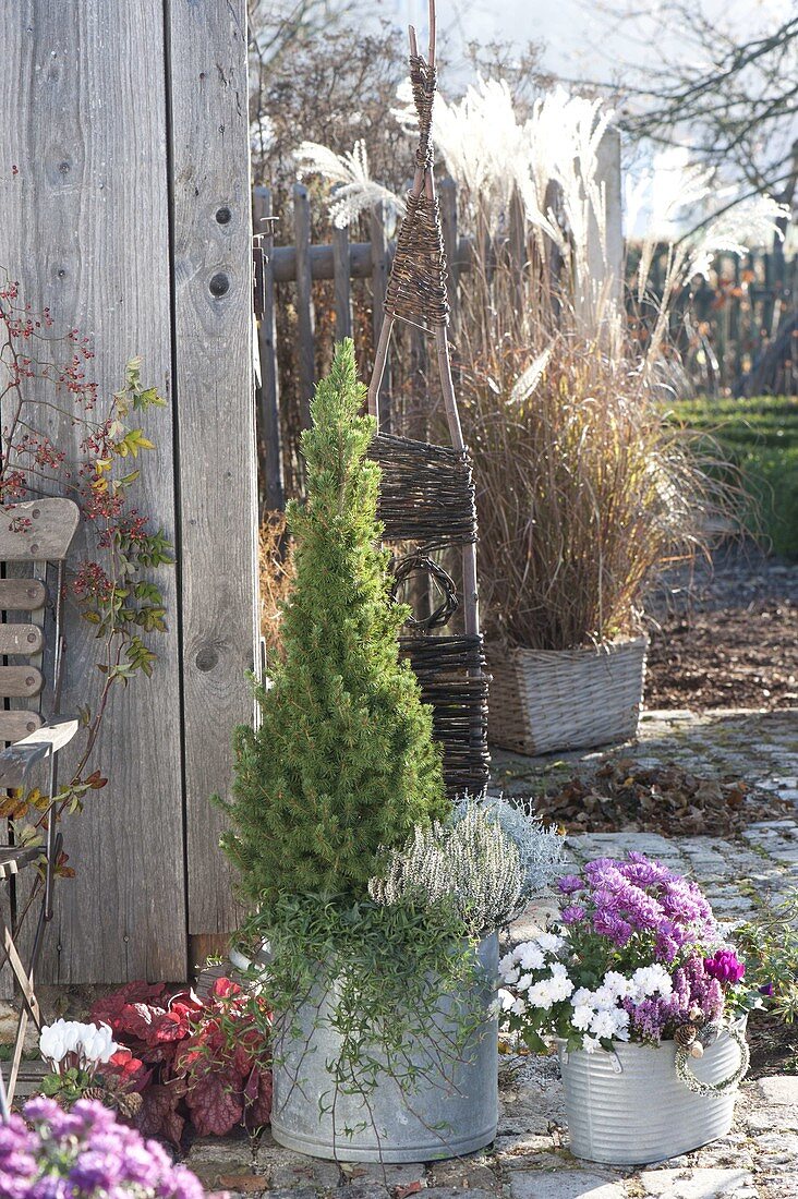 Zinc bucket with Picea glauca 'Conica', Calluna 'Helena'