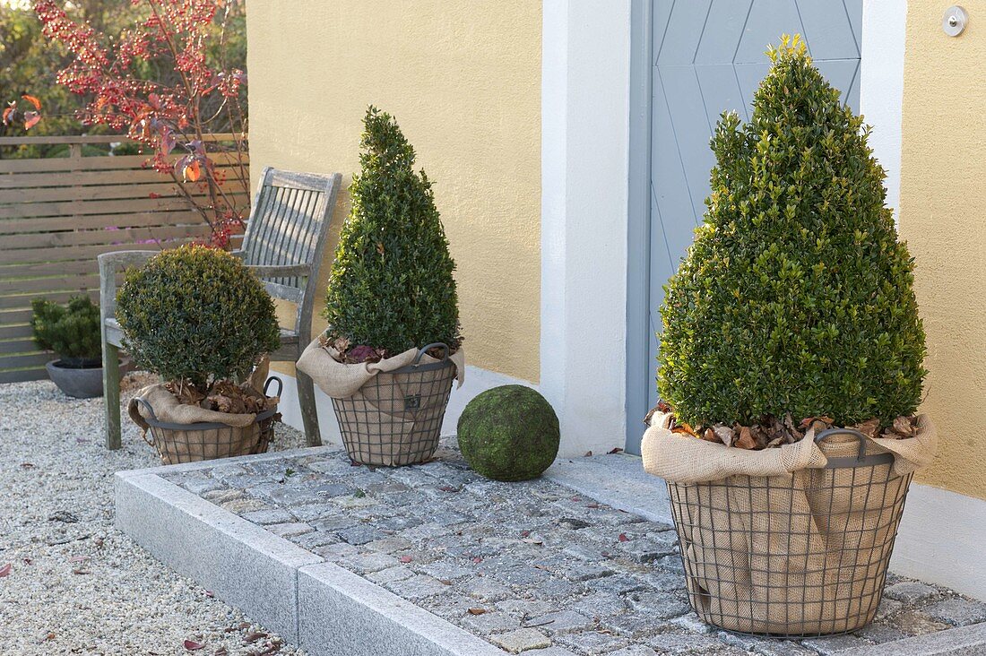 Buxus (Box) cone and ball winterized packed in wire baskets