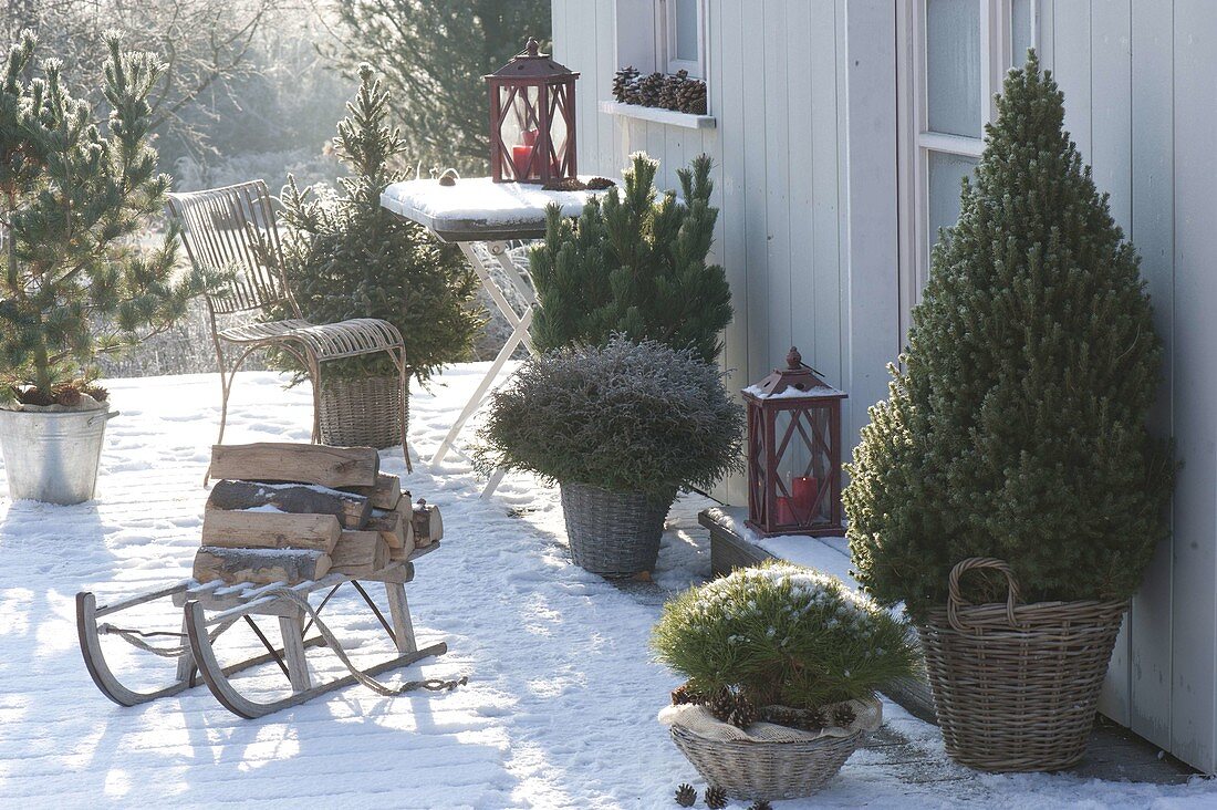 Snow covered winter terrace with conifers