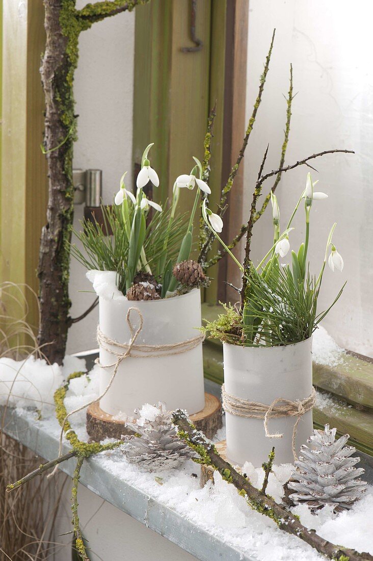 Galanthus nivalis (snowdrop) in the snow in front of window