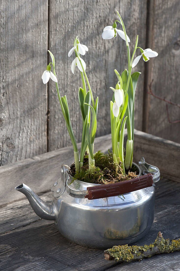 Galanthus nivalis planted in old kettle