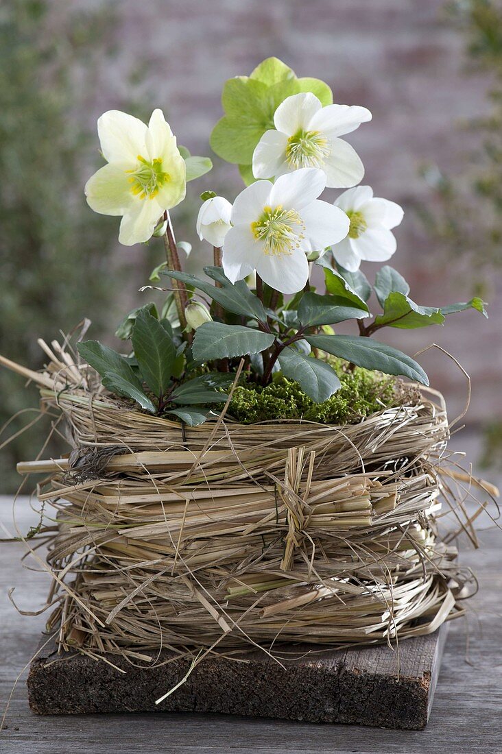 Helleborus niger in homemade grass pot on board