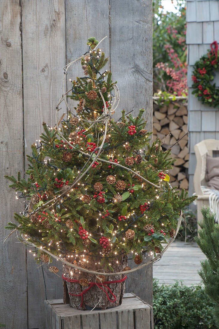 Picea orientalis (Orient-Fichte) als lebender Weihnachtsbaum