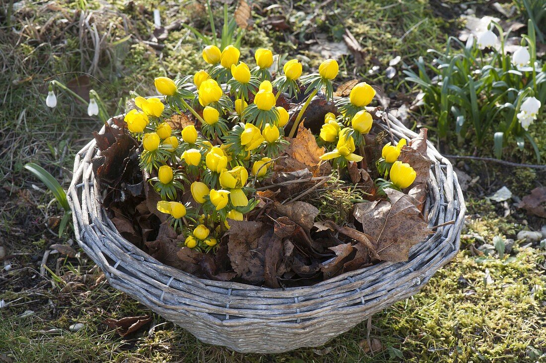 Korb mit Eranthis (Winterlingen) zwischen Herbstlaub auf Moosboden