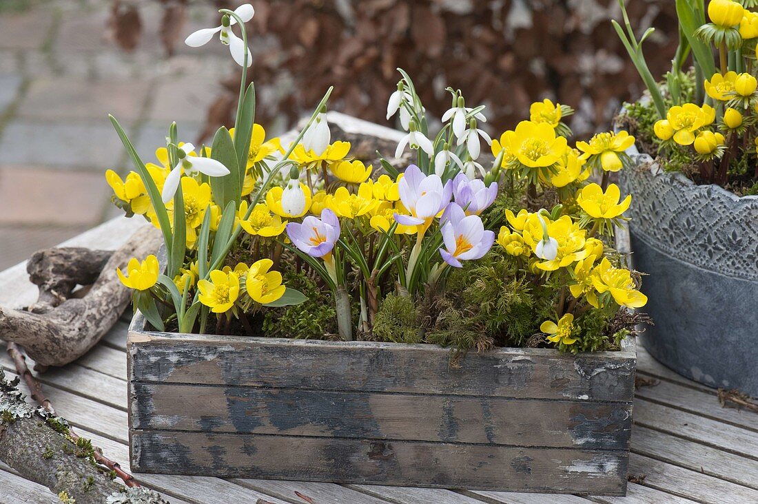 Wooden box with Eranthis, Galanthus nivalis