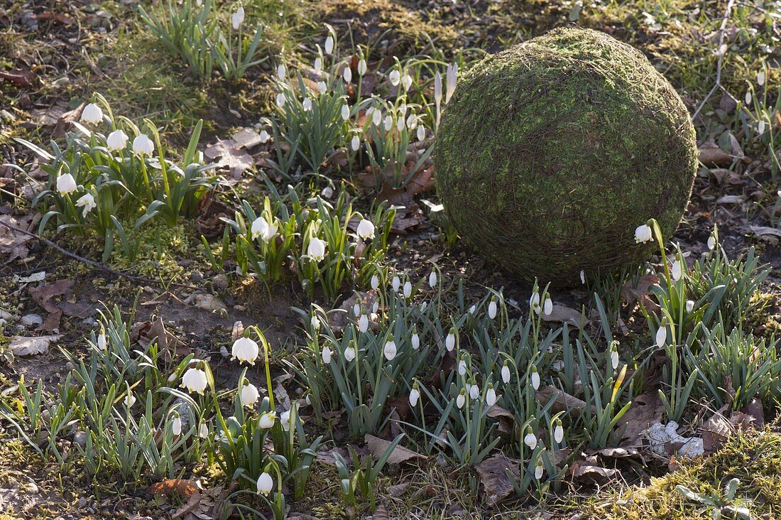 Galanthus nivalis (snowdrop) and Leucojum vernum