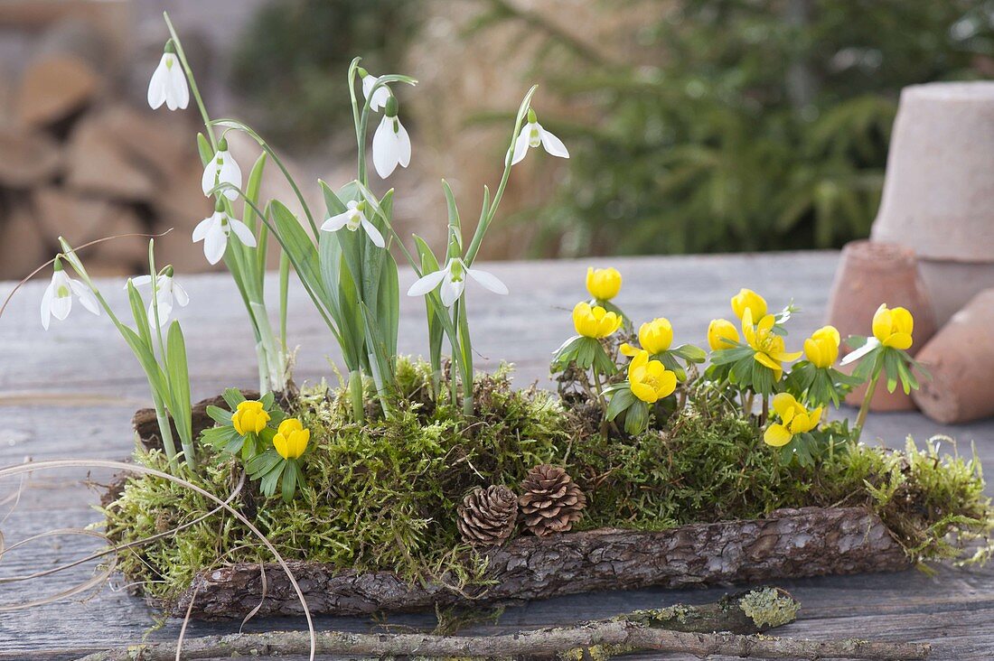 Eranthis (Winterlinge) und Galanthus nivalis (Schneeglöckchen)