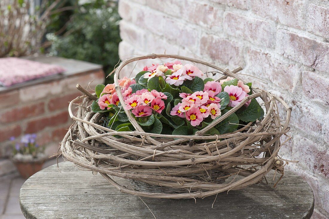 Primula acaulis (primula) in basket with wreath of clematis tendrils