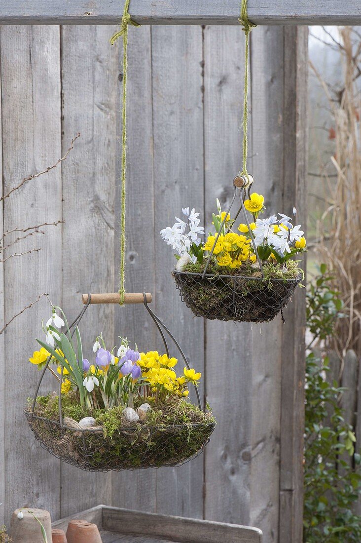 Spring hanging baskets, Eranthis, Scilla