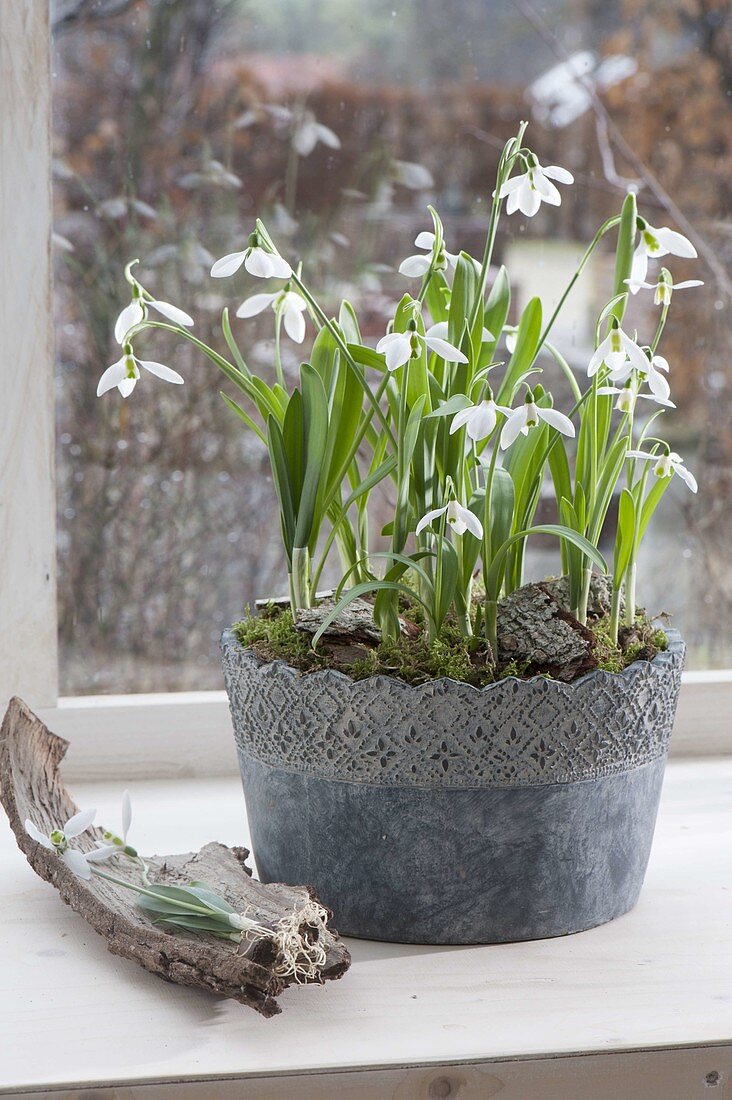 Galanthus nivalis (Schneeglöckchen) im grauen Topf