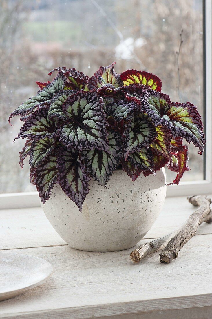 Begonia rex 'Fireworks' (Blattbegonie) am Fenster