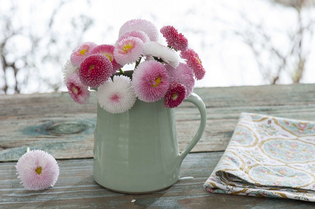 Little Bouquet with Bellis perennis 'Tasso Strawberries & Cream'