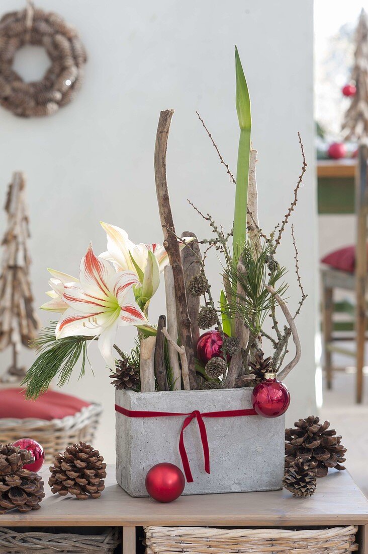 Christmas arrangement with amaryllis in the gray box
