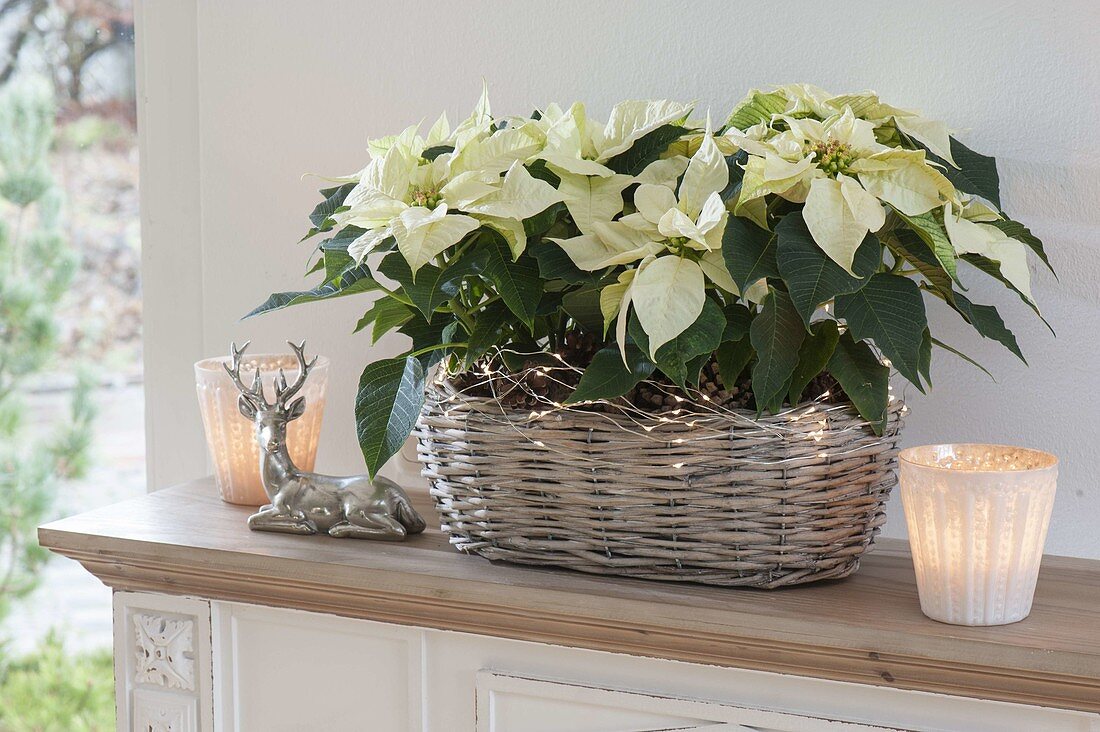 Euphorbia pulcherrima, Poinsettia (Christmas star) in basket box