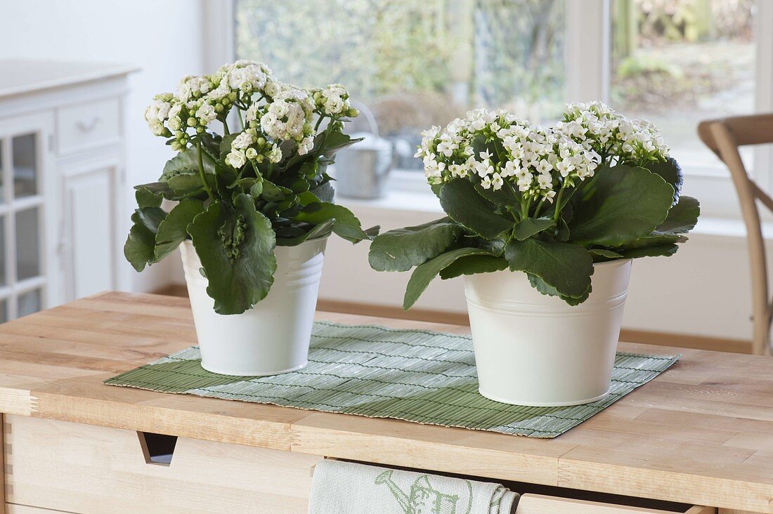 Kalanchoe 'Swan', 'Ewbank' filled on sideboard