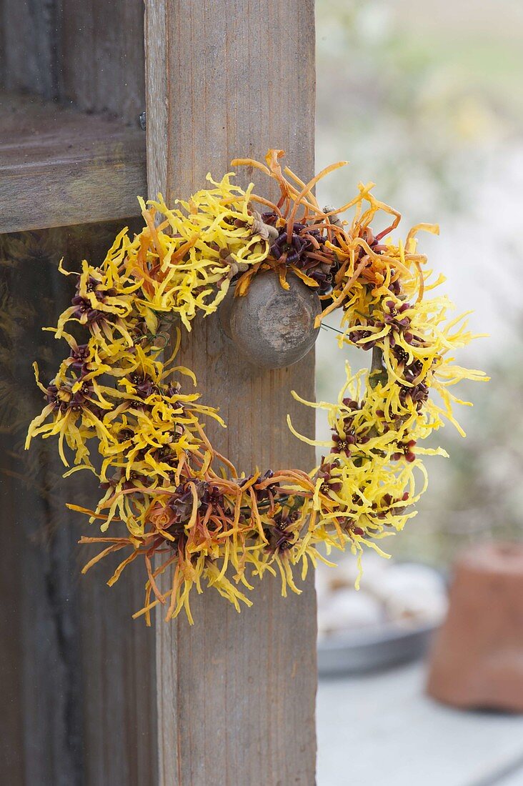 Small wreath of mixed Hamamelis 'Arnold Promise' flowers