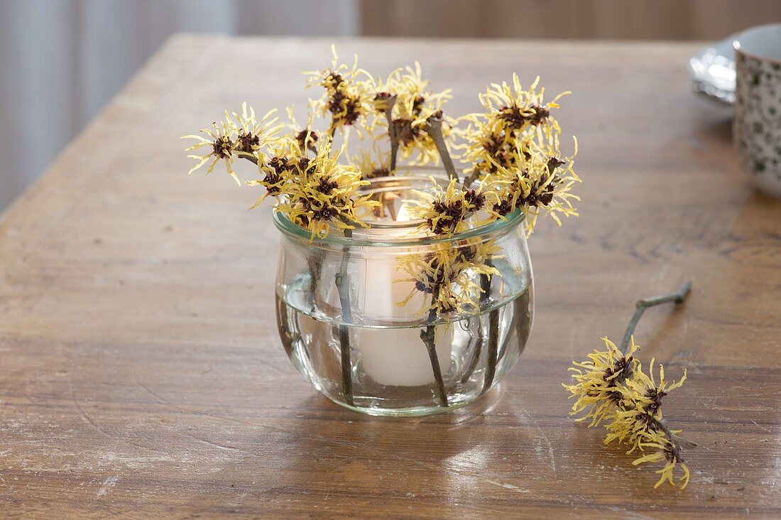 Lantern with Hamamelis 'Pallida' (witch hazel) branches