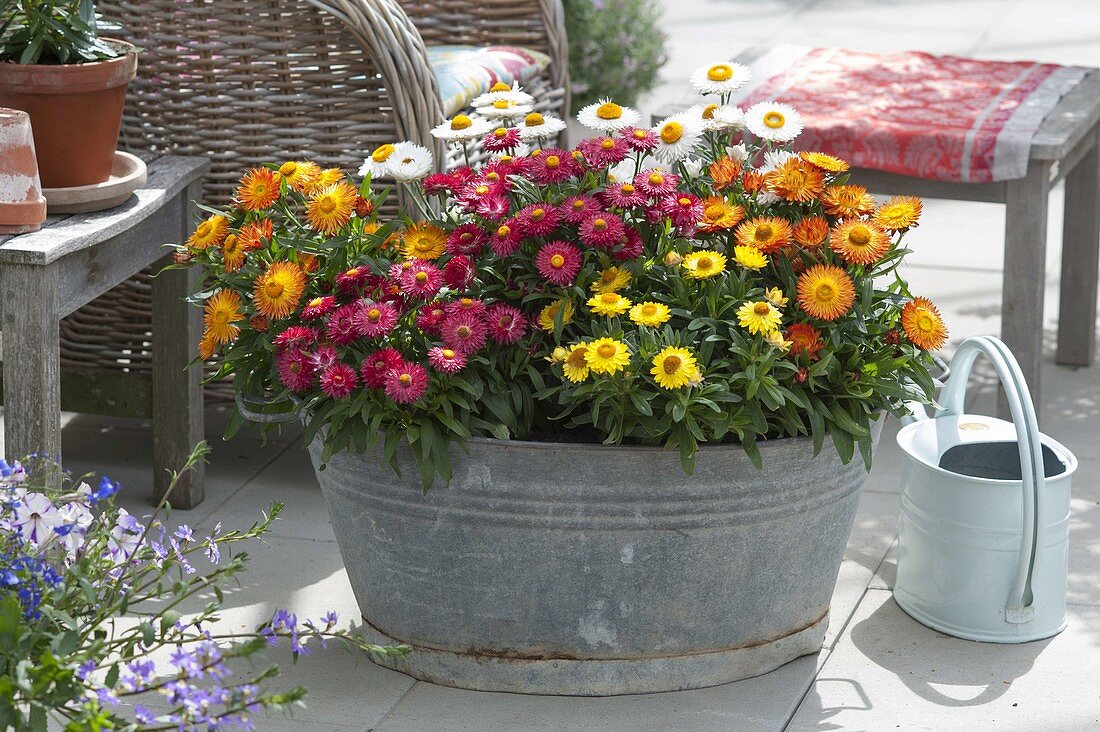 Alte Zinkwanne bepflanzt mit Bracteantha 'Red Purple' 'Sunbrella Orange'