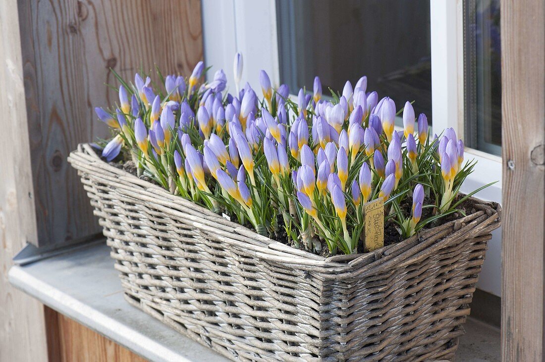 Crocus chrysanthus 'Blue Pearl' (Krokusse) in Korb auf Fensterbrett