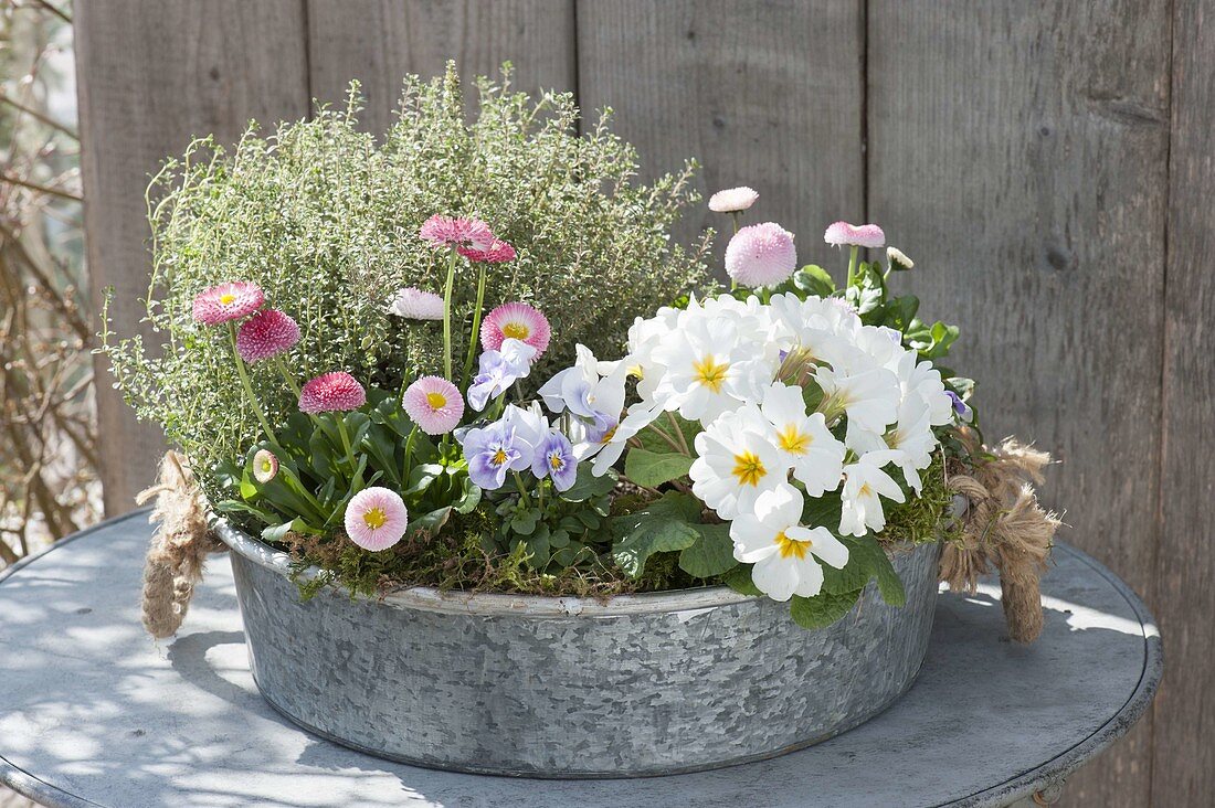 Zinc bowl with Primula acaulis (Primrose), Bellis (daisies)