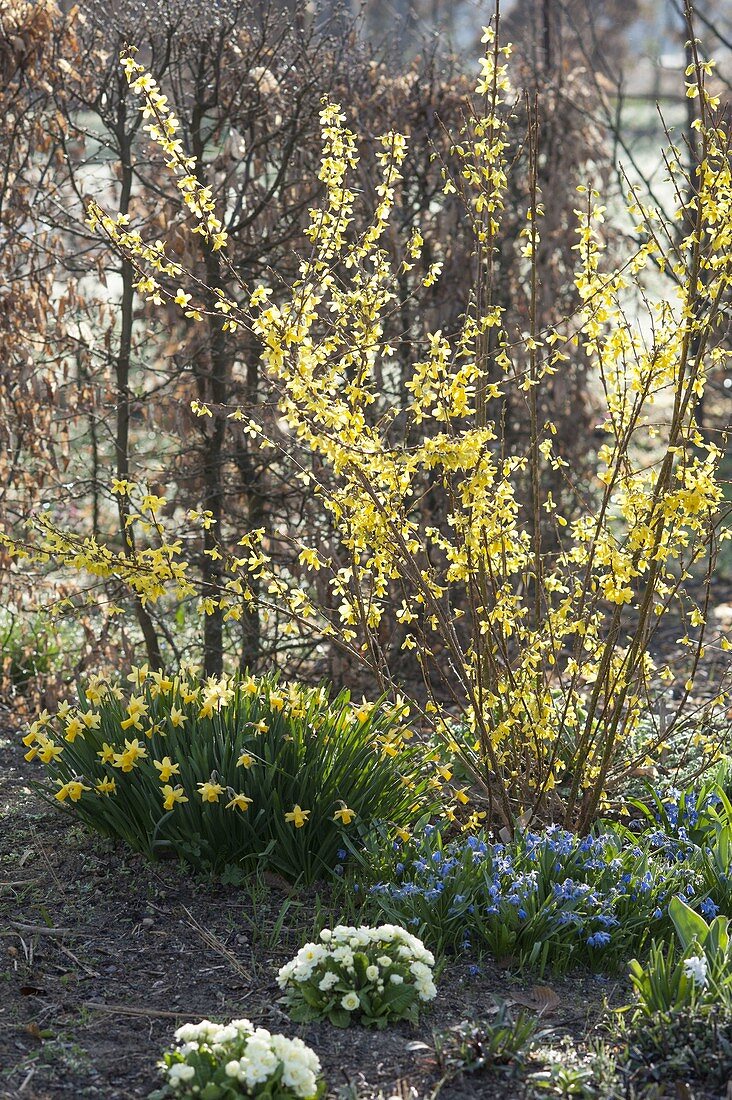 Forsythia (Goldgloeckchen), Narcissus 'Tete a Tete' (Narzissen)