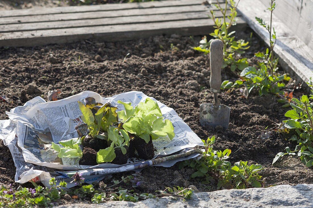 Jungpflanzen von Salat (Lactuca) zum Einpflanzen