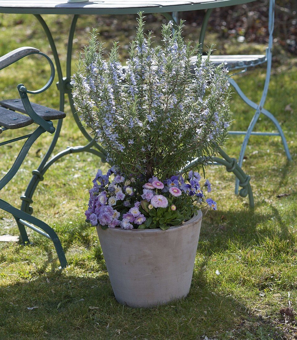 Blooming rosemary underplanted with primula