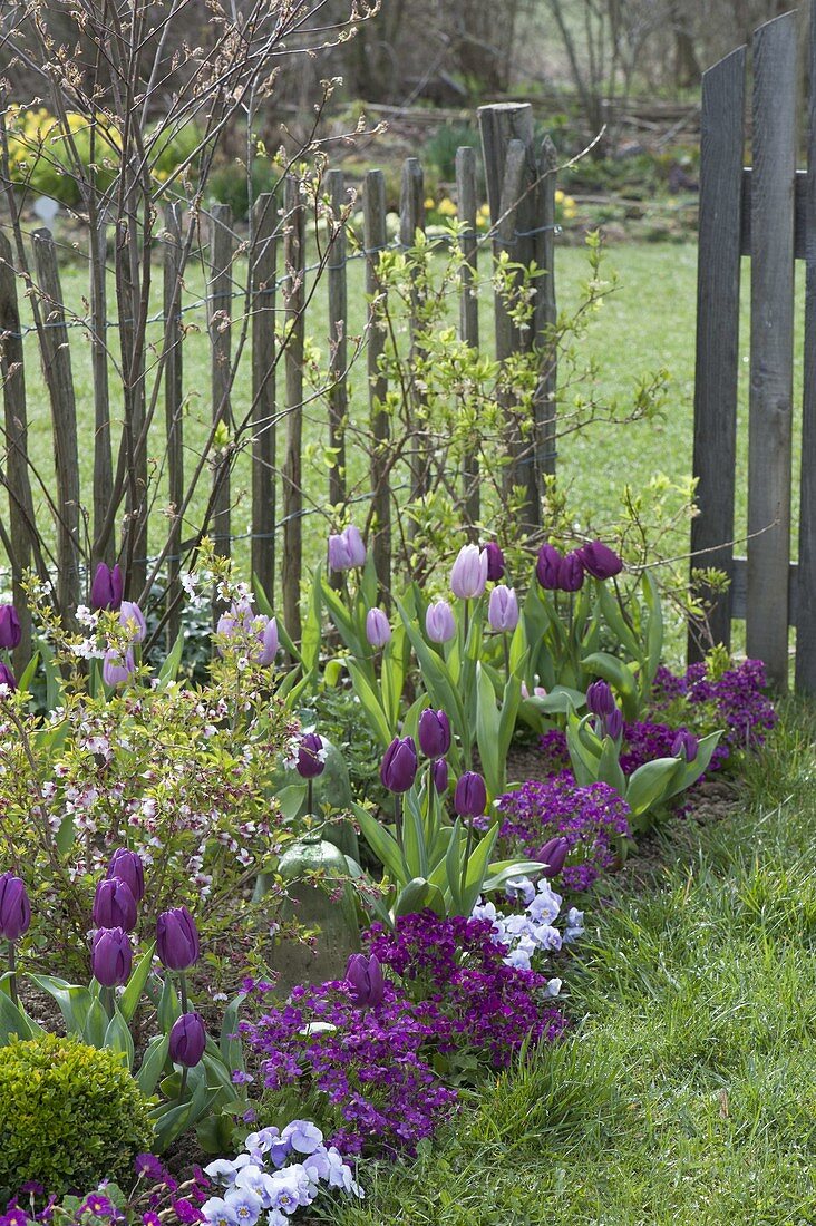 Tulipa 'Purple Prince', 'Holland Beauty' (Tulpen), Aubrieta (Blaukissen)