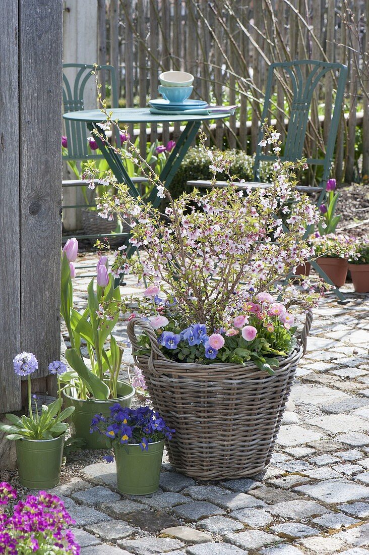 Prunus incisa 'February pink' with Bellis