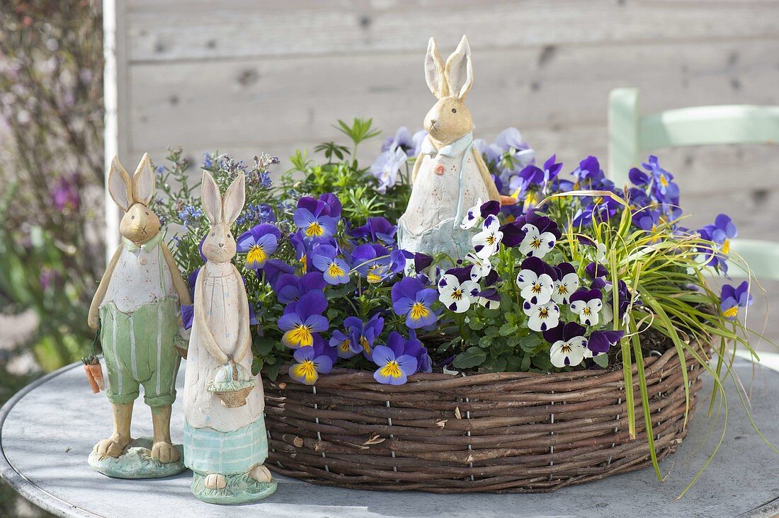 Wicker wreath planted with viola cornuta (horn violet), rosemary