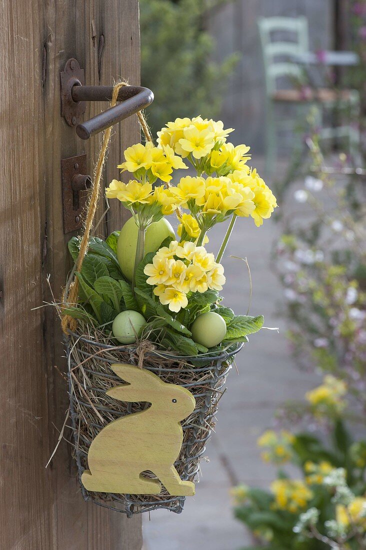 Primula elatior (High Primrose, High cowslip) in wire basket