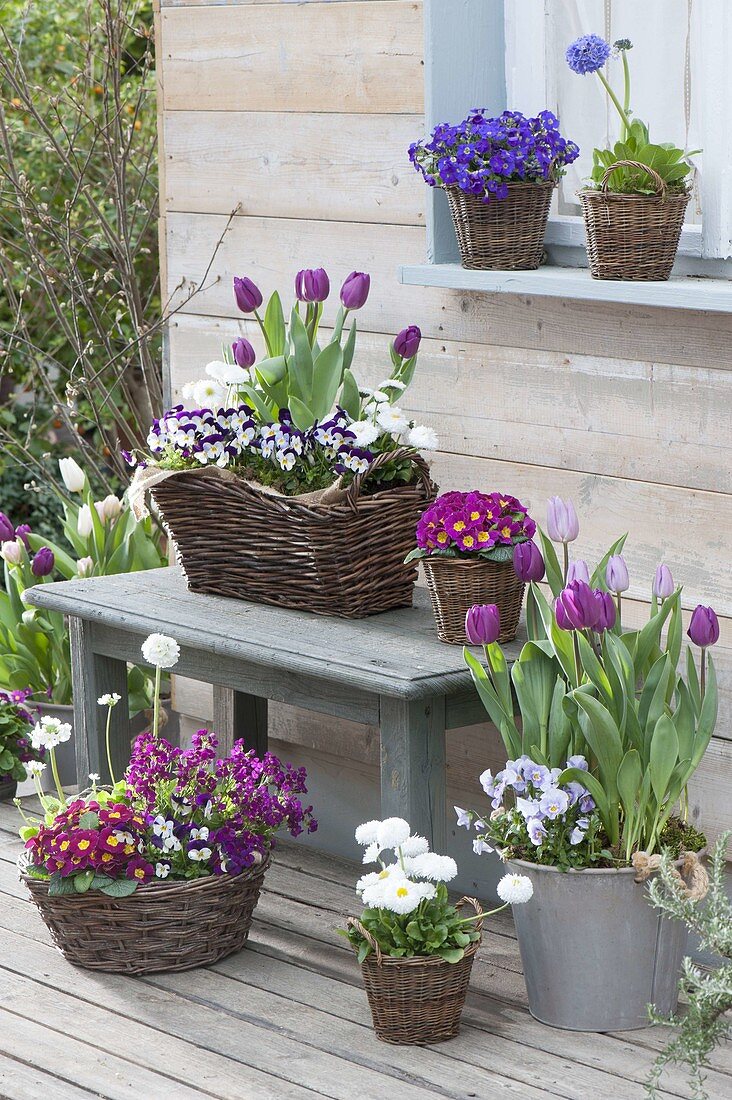 Spring terrace with Tulipa 'Purple Prince', 'Holland Beauty'